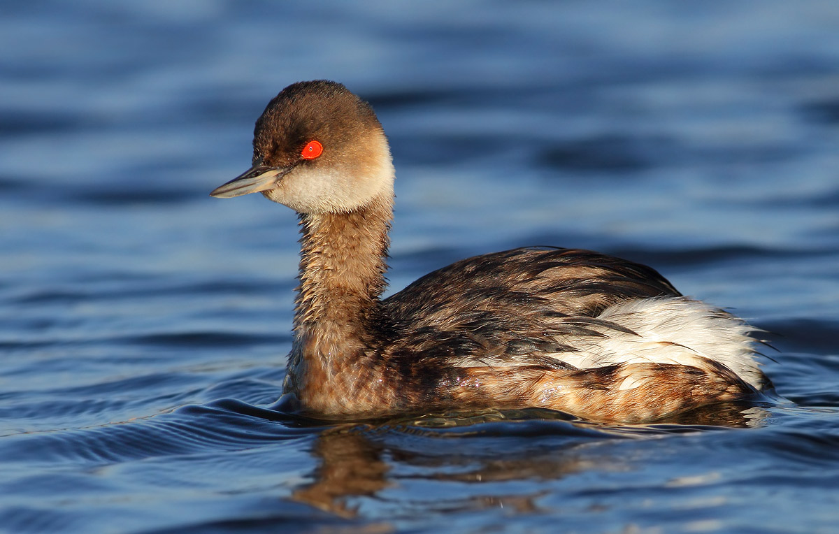 Black-necked Grebe