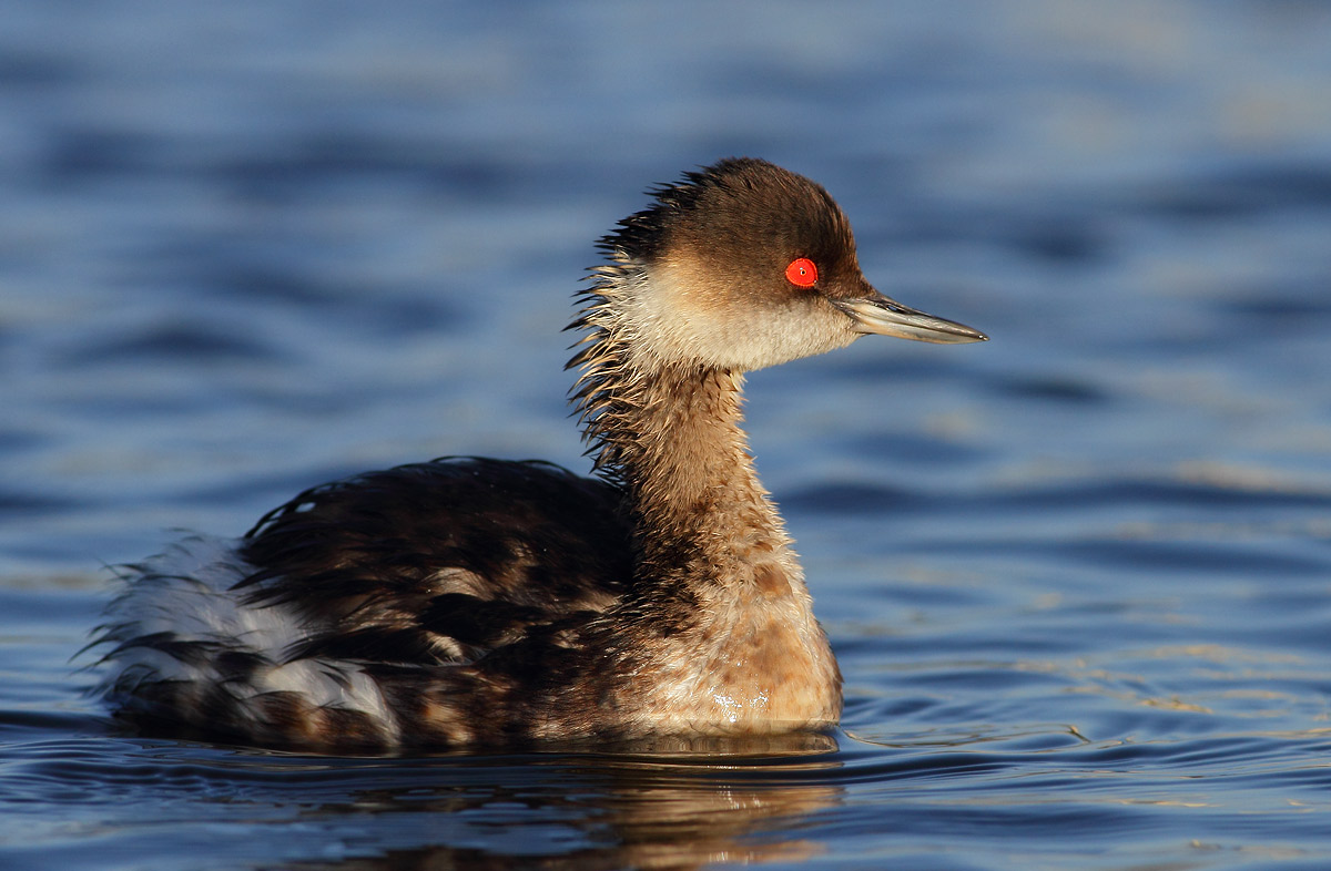 Black-necked Grebe
