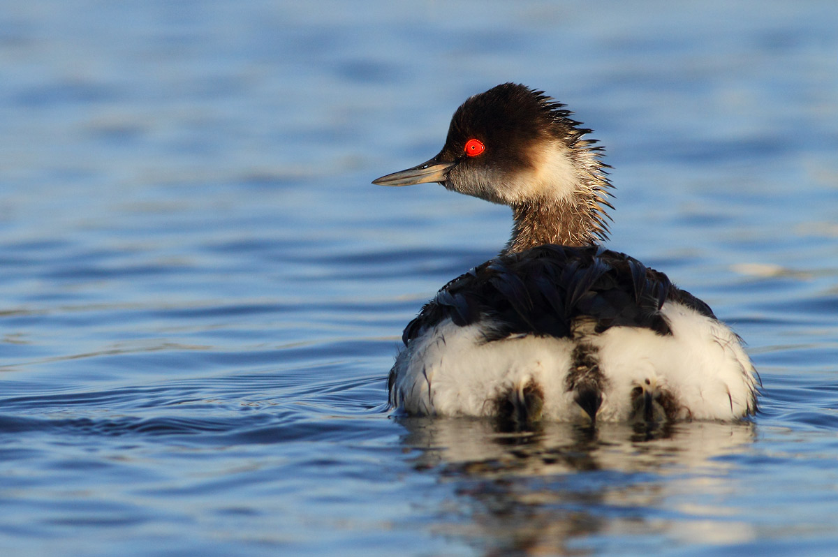 Black-necked Grebe