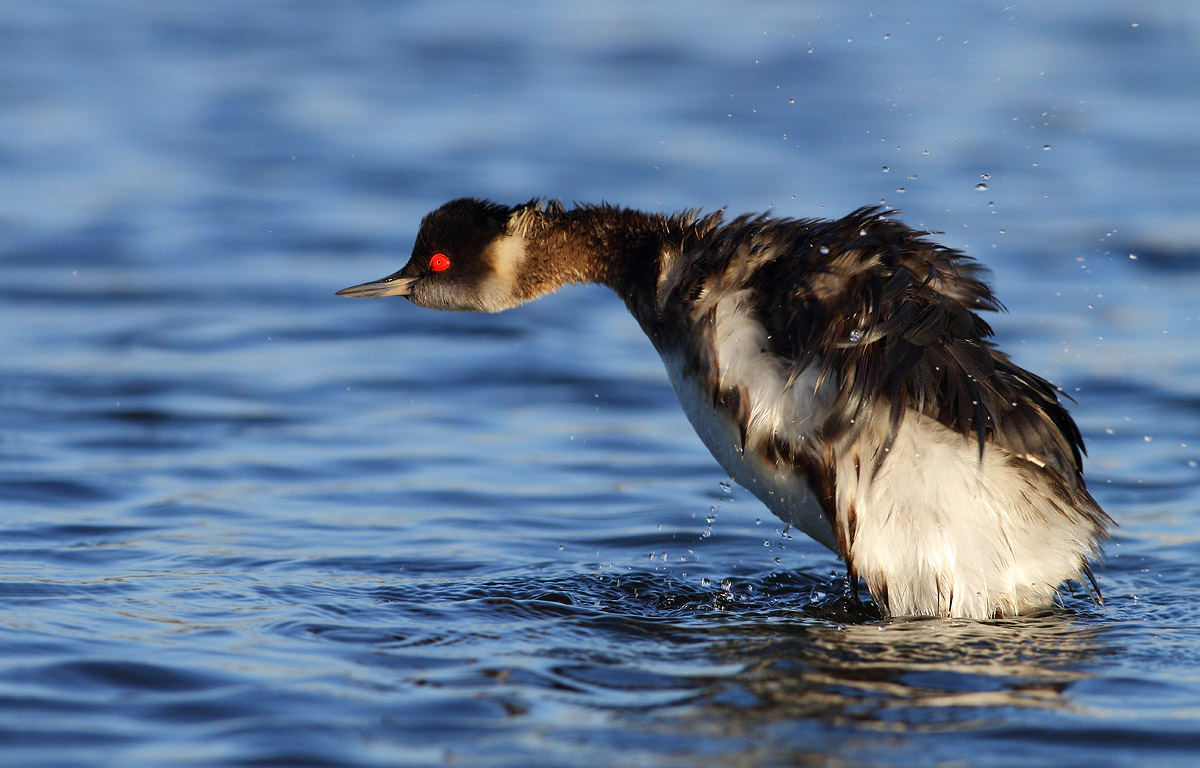 Black-necked Grebe