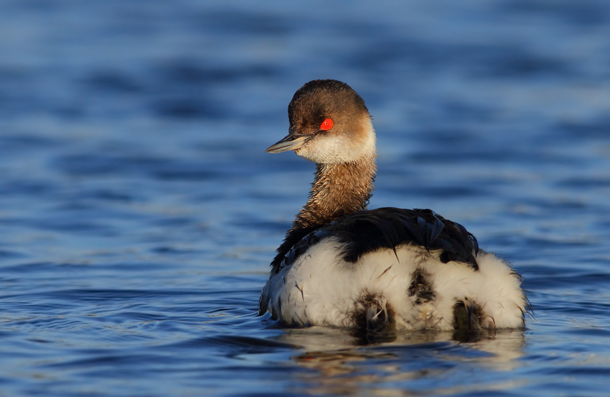 Black-necked Grebe