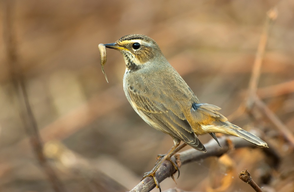 bluethroat