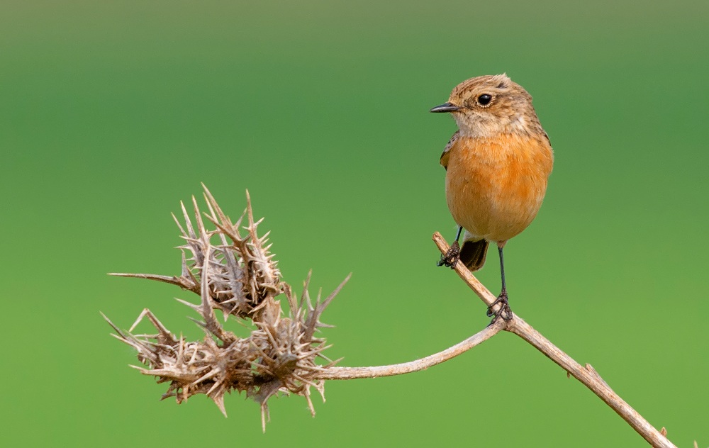 stonechat (female)