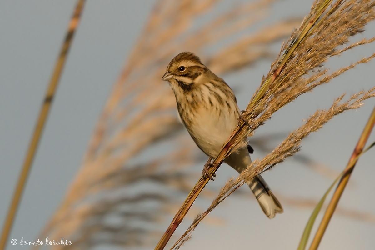 Migliarino di palude