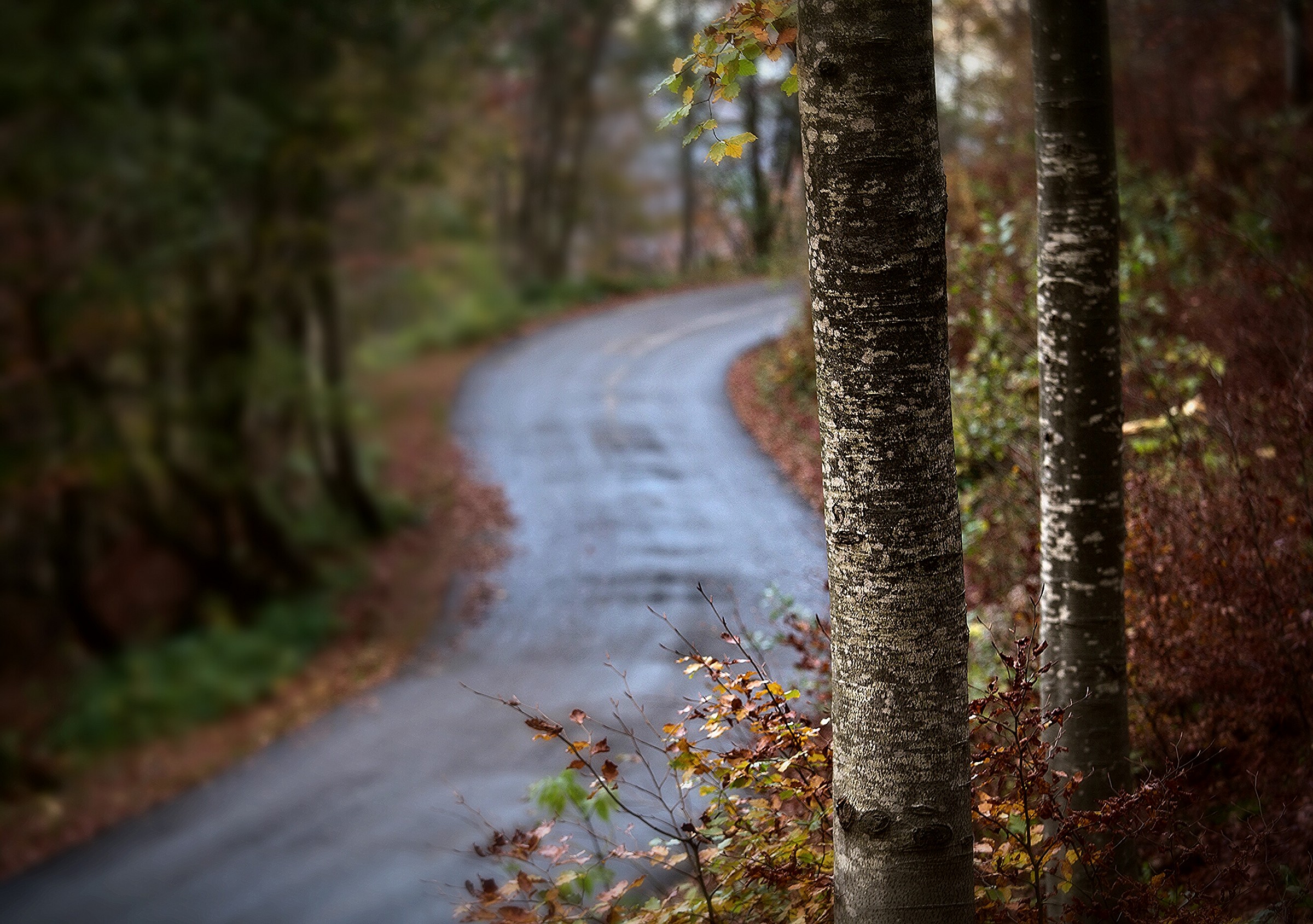 autumn road