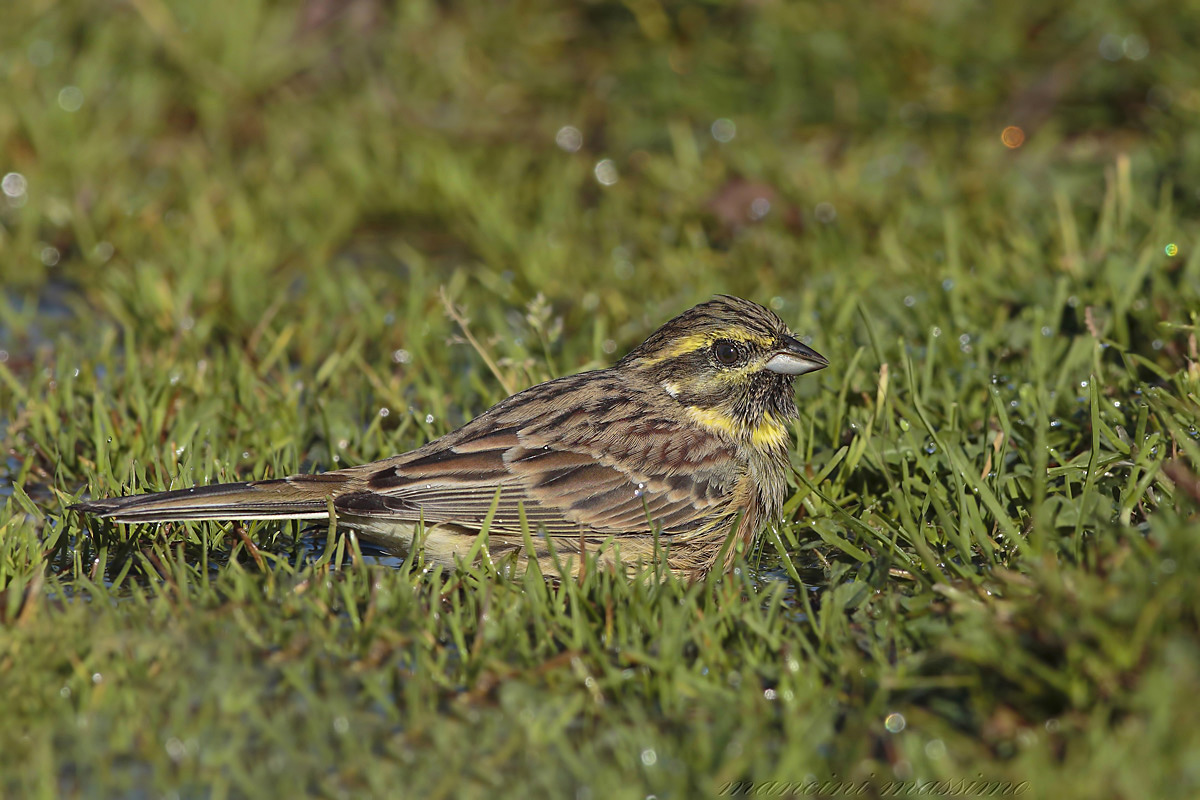 Zicolo black M (Emberiza cirlus)