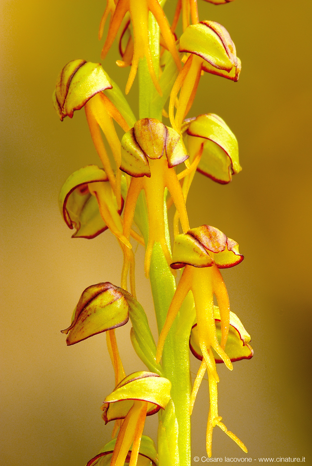 Aceras anthropophorum