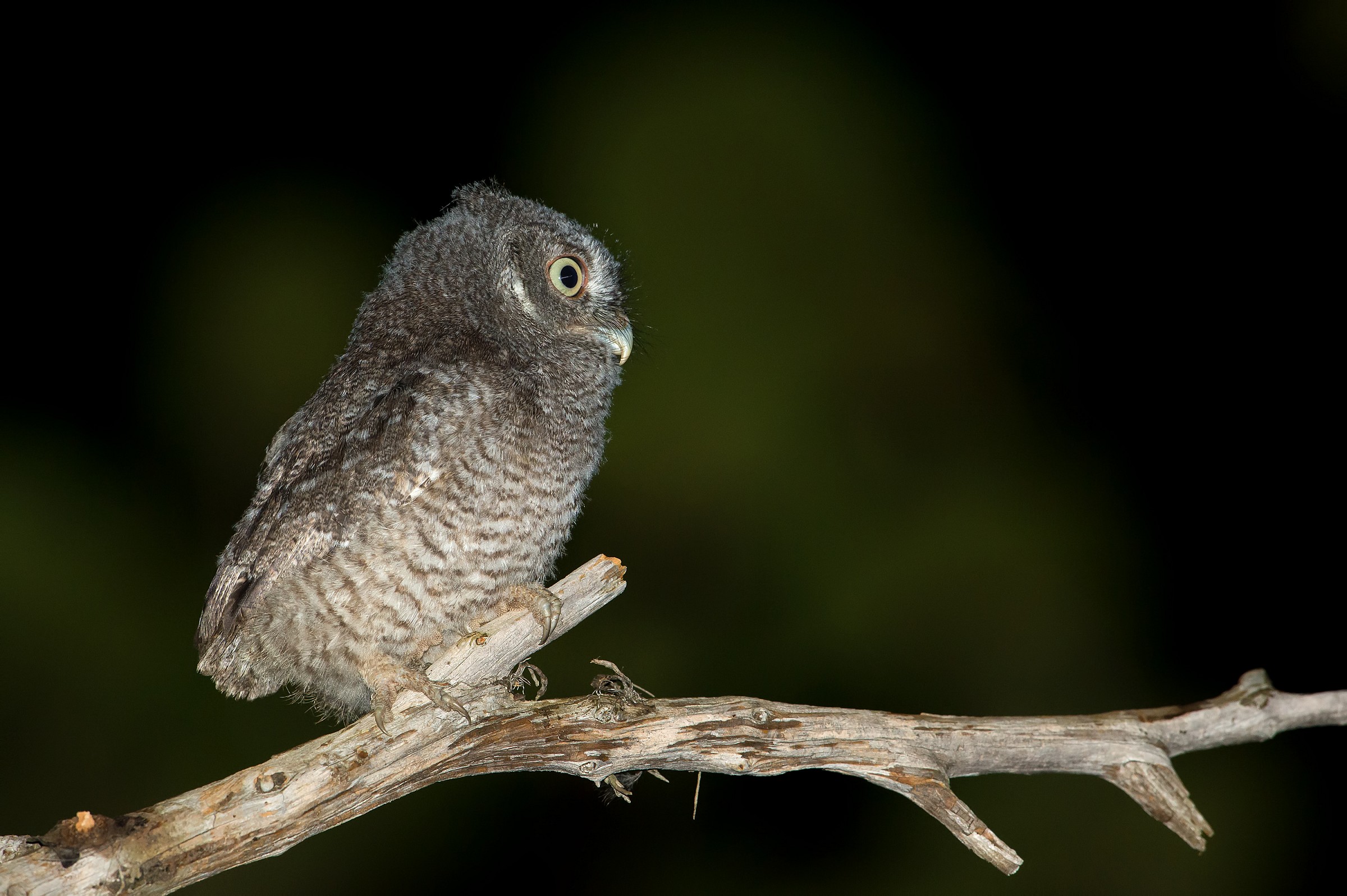 In cerca dei genitori