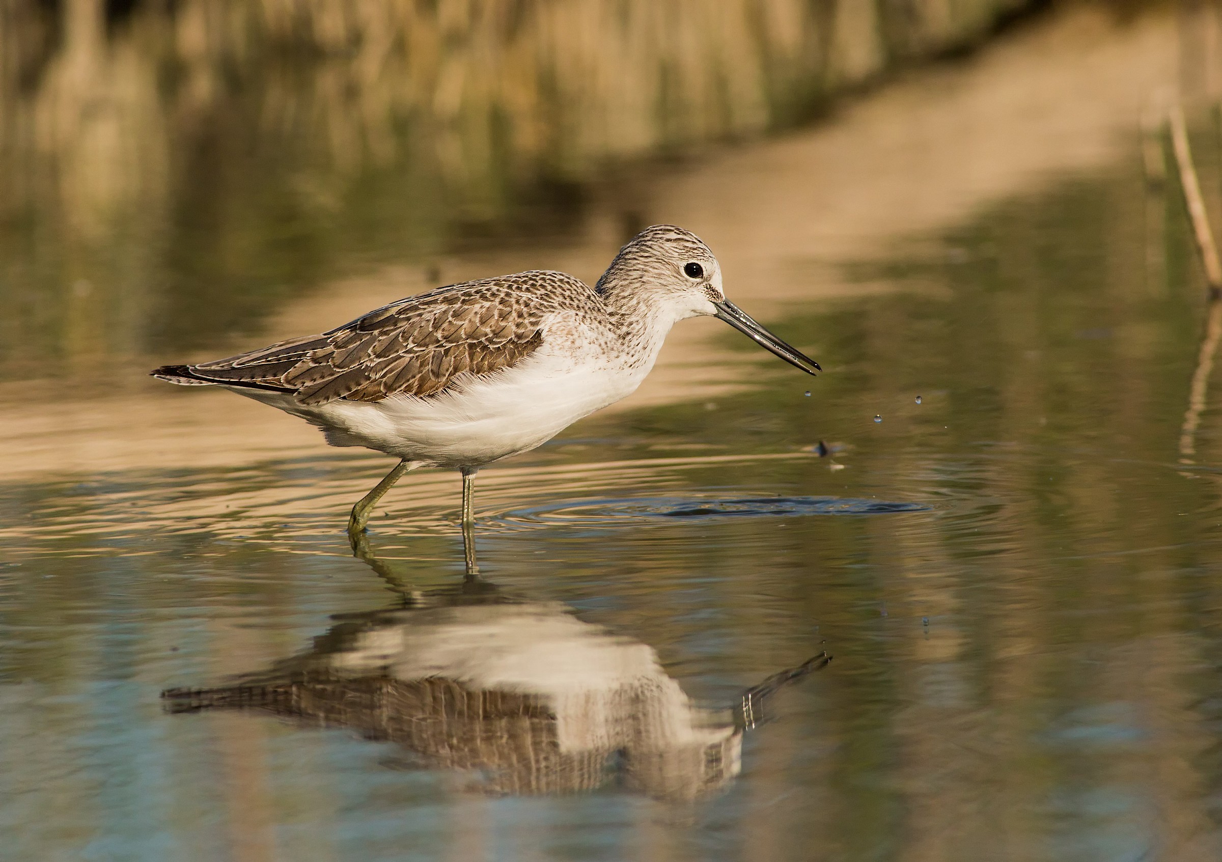 Greenshank