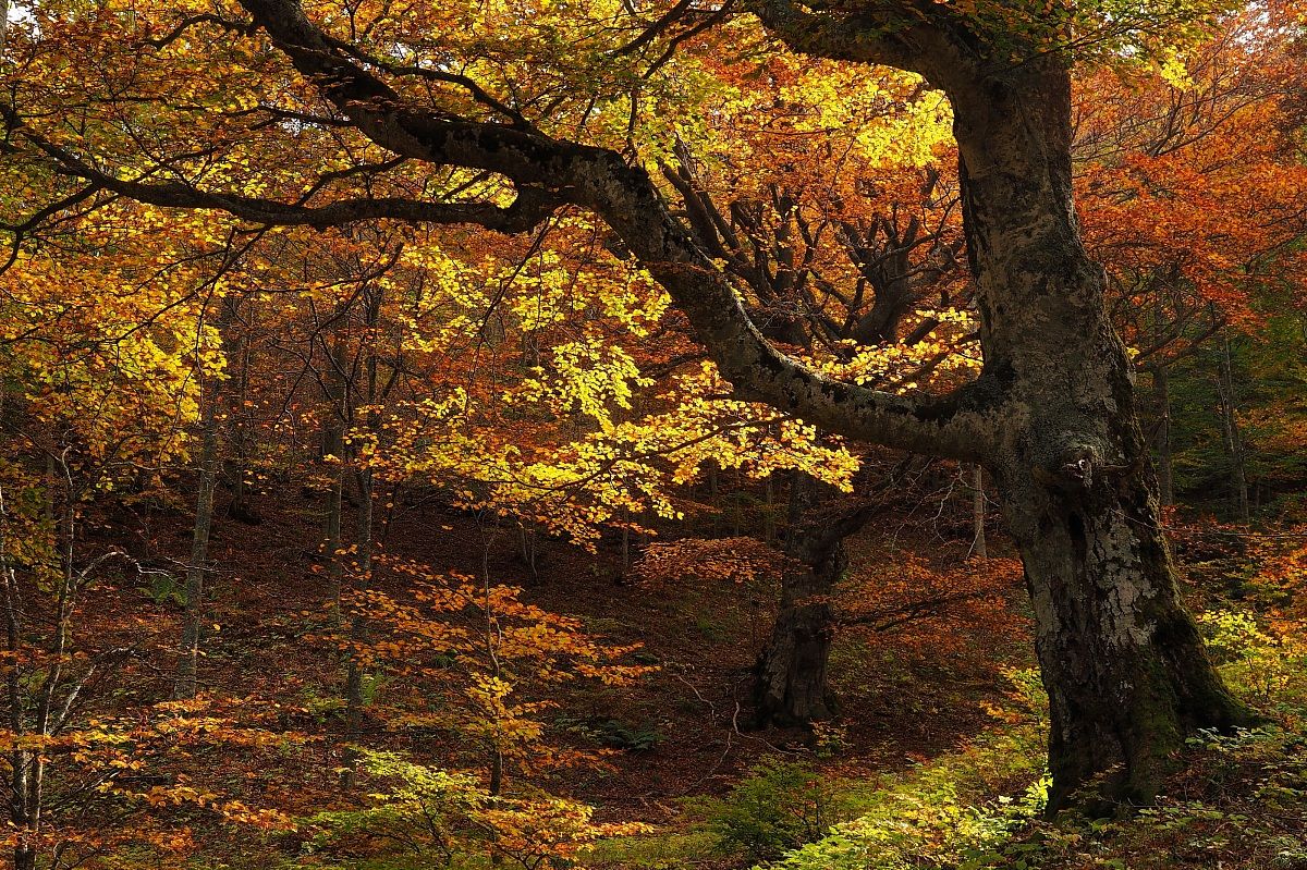 The king of the forest