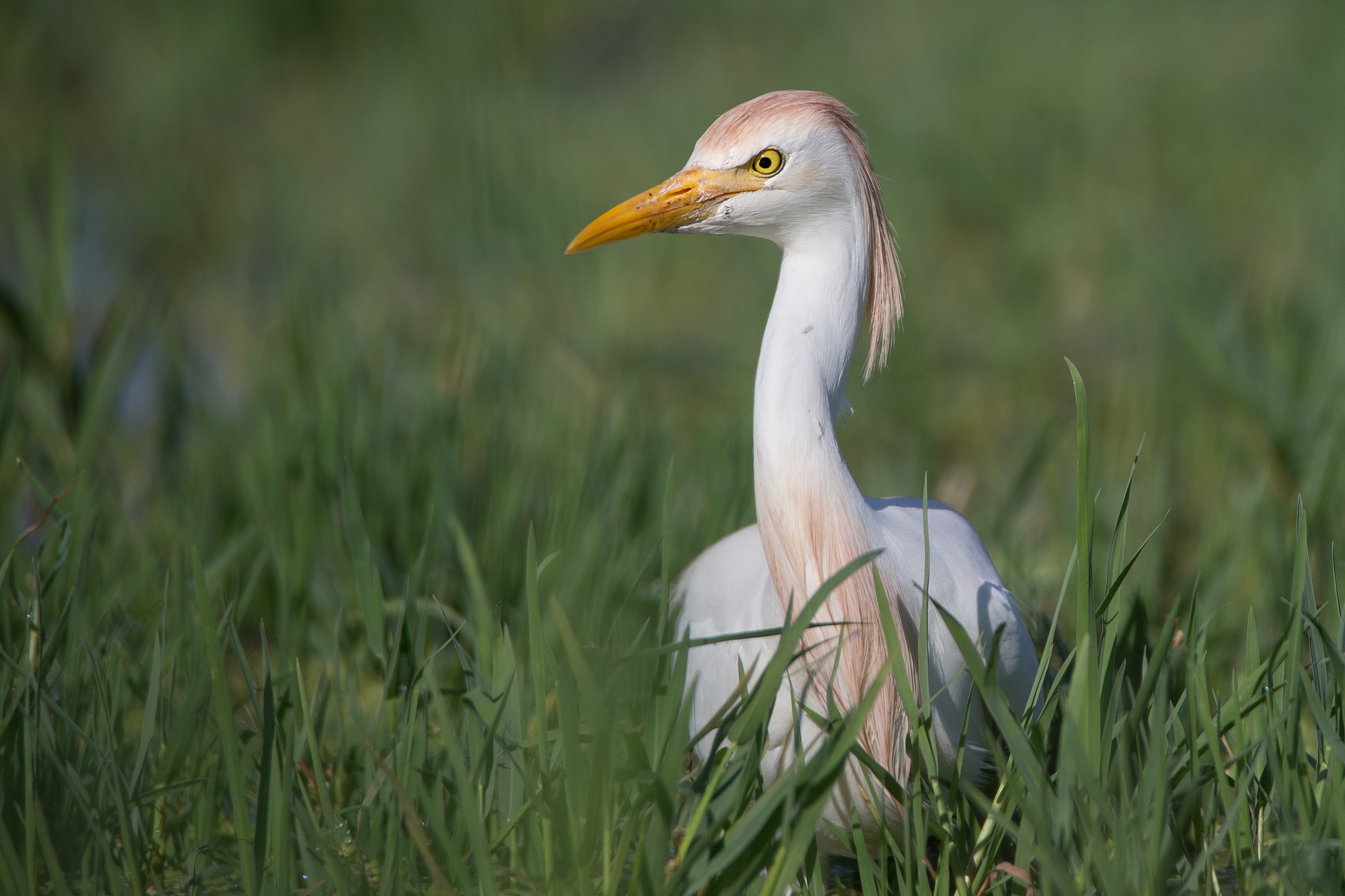 Guardabuoi indispettito
