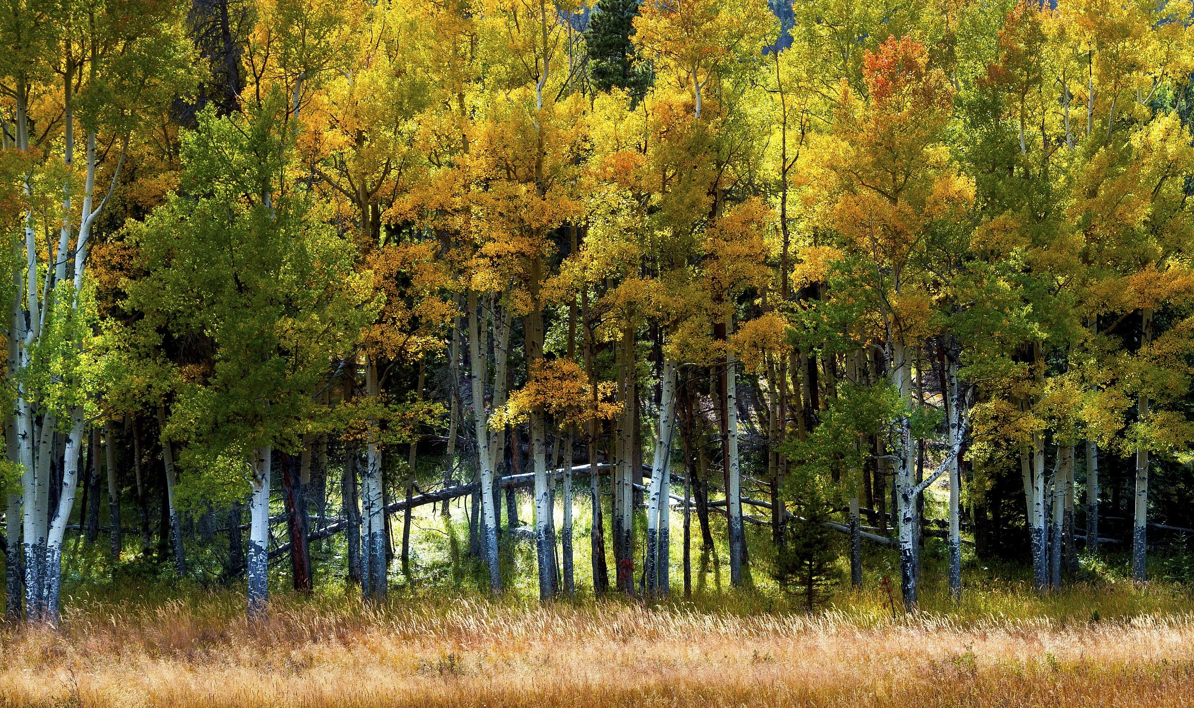 Aspens
