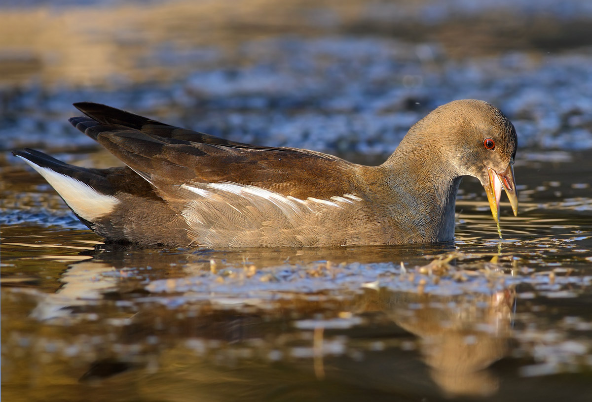 moorhen