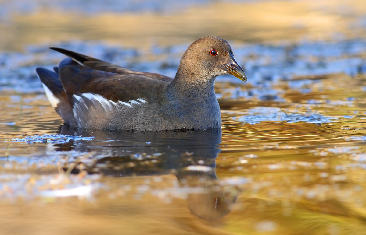moorhen