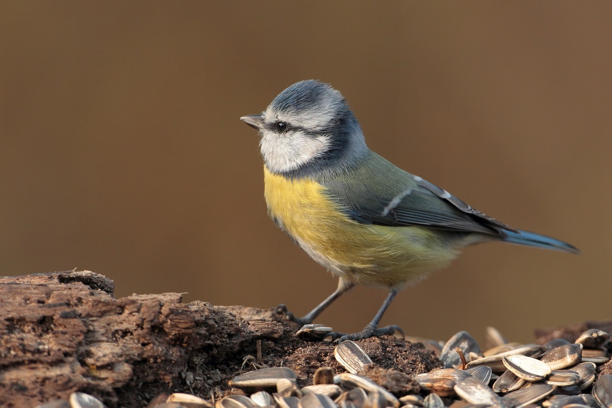 Cinciarella (Parus Caeruleus)