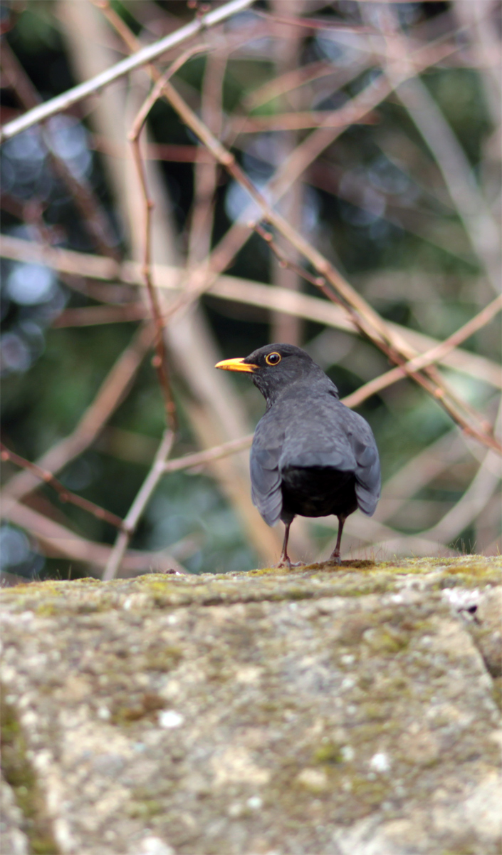 1 - 2 - 3 ...... Star ............. beccatto ... dohhhh