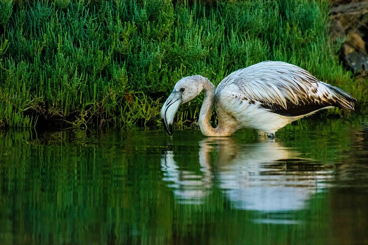 Flamingo (not yet pink)