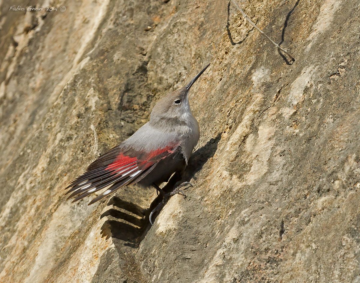 Come una farfalla 2, Picchio muraiolo
