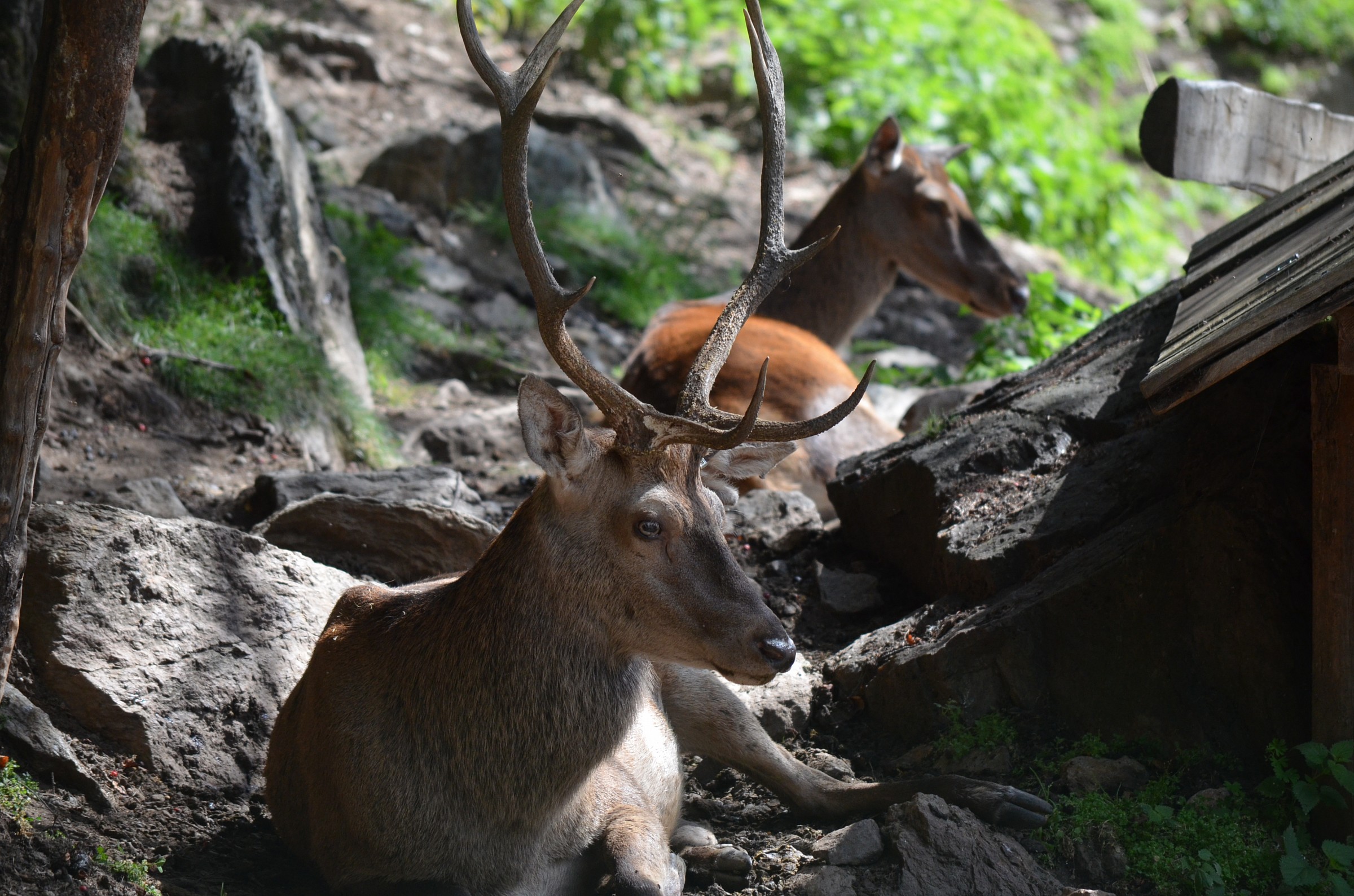 Centro faunistico Peio