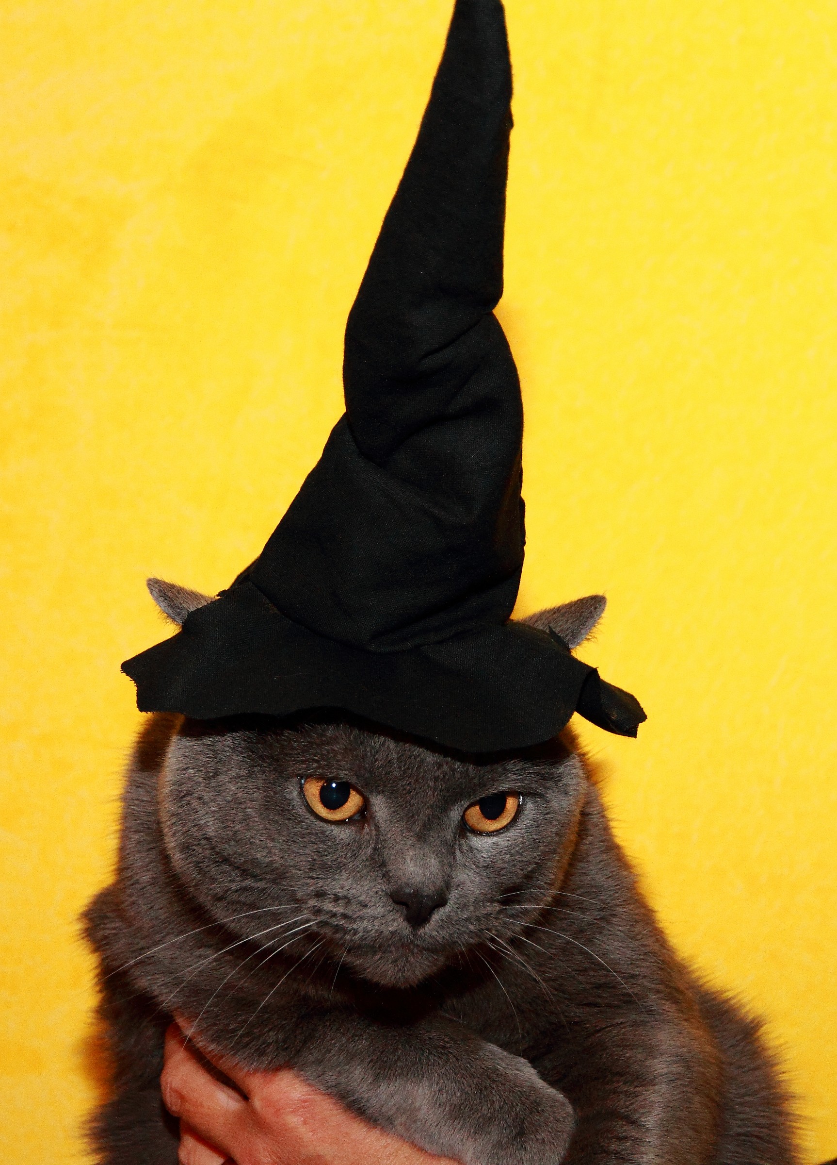 Dolcetto o... graffietto??