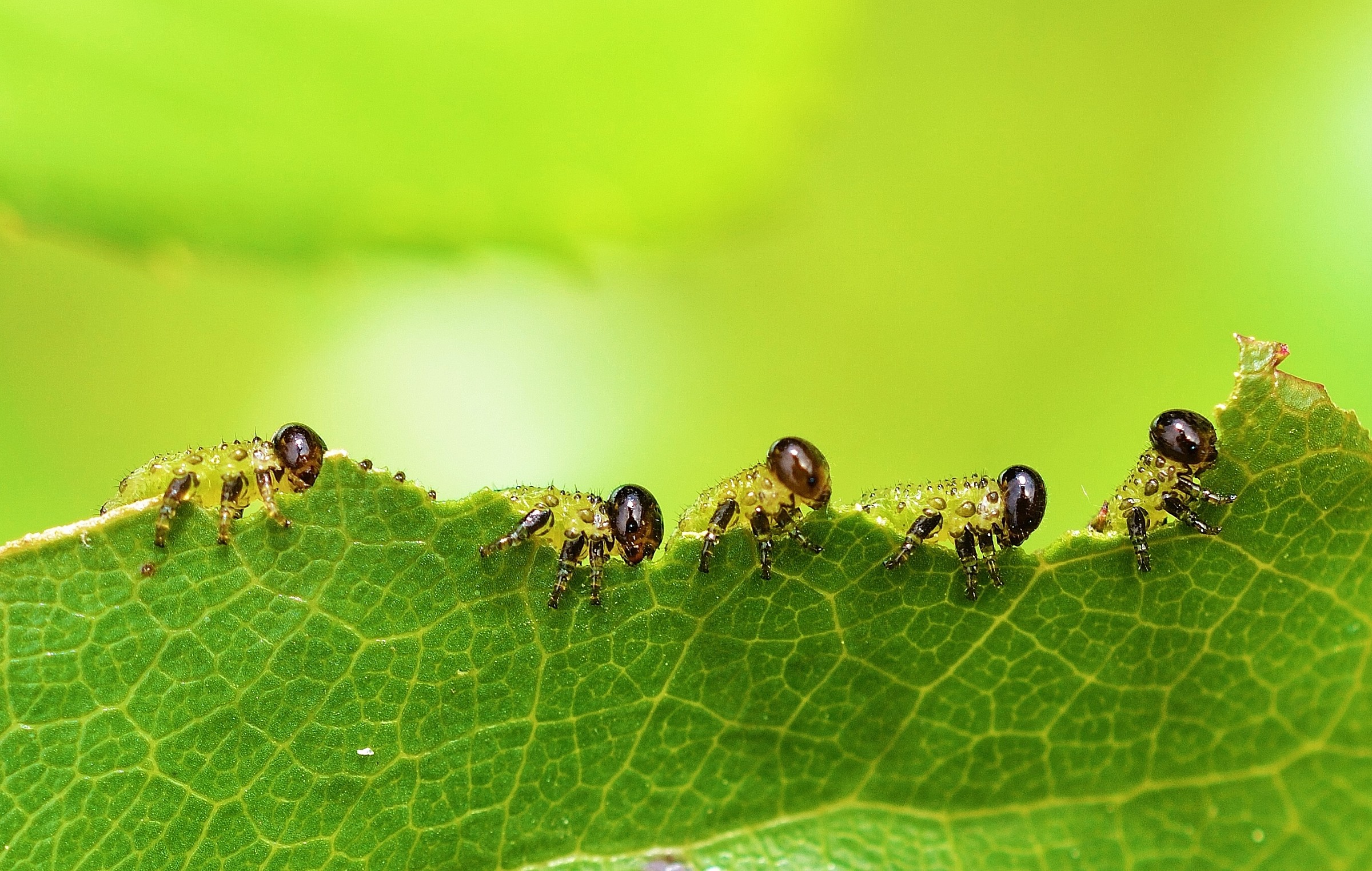 Il pranzo è servito!