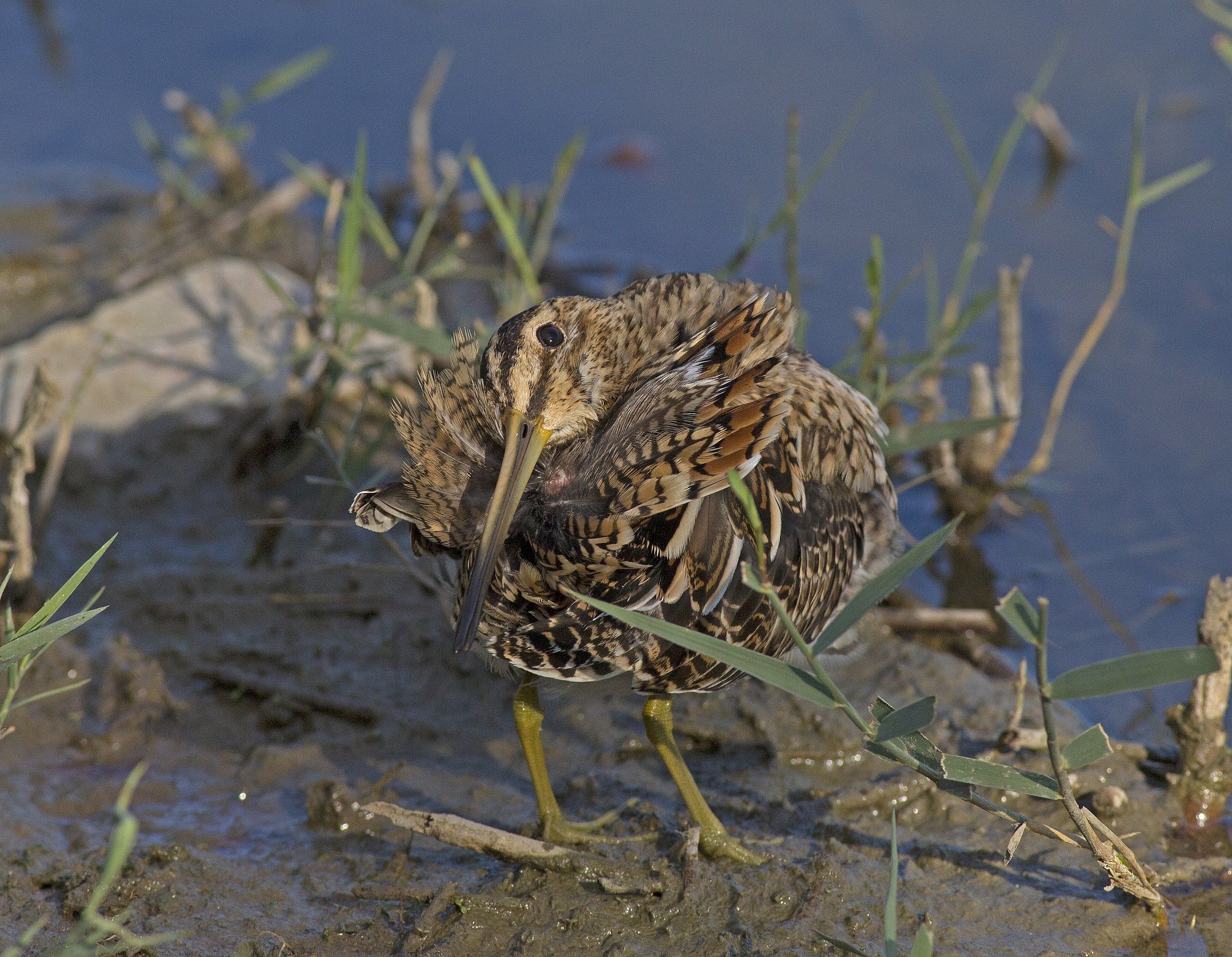 se avessi un becco piu' corto..