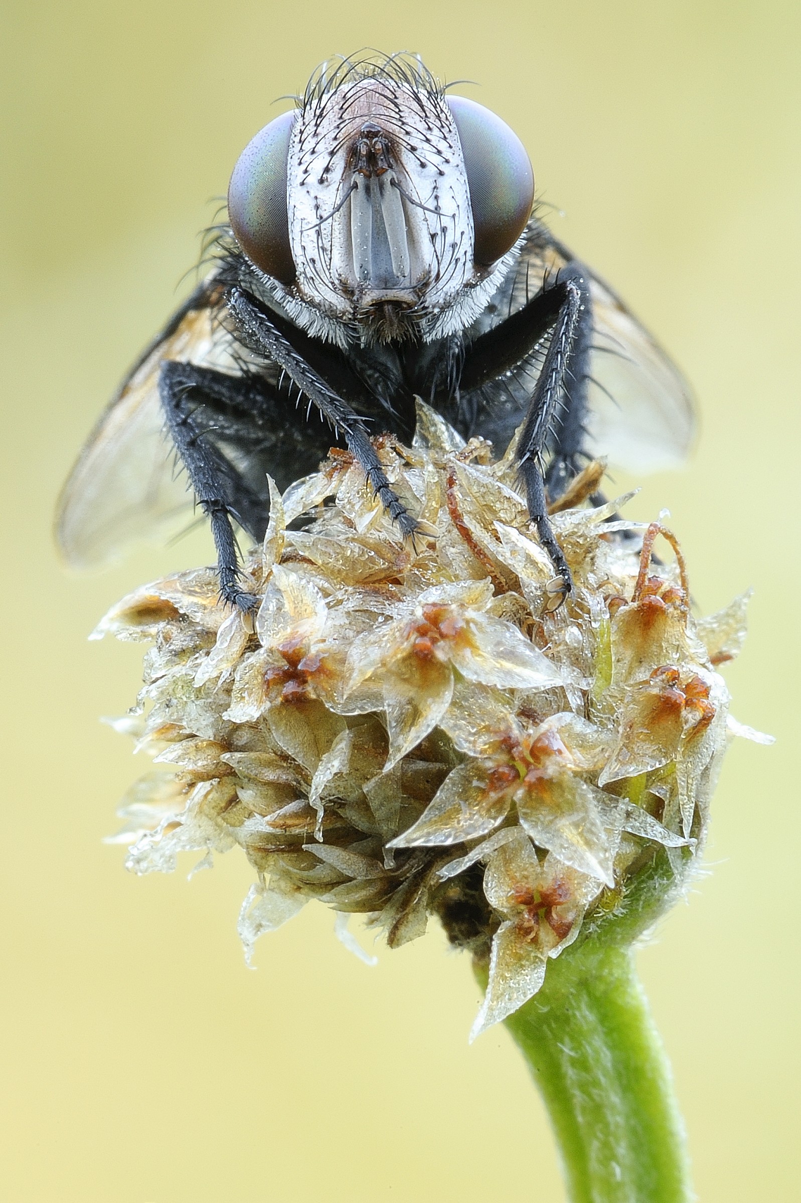 Even a fly has its charms