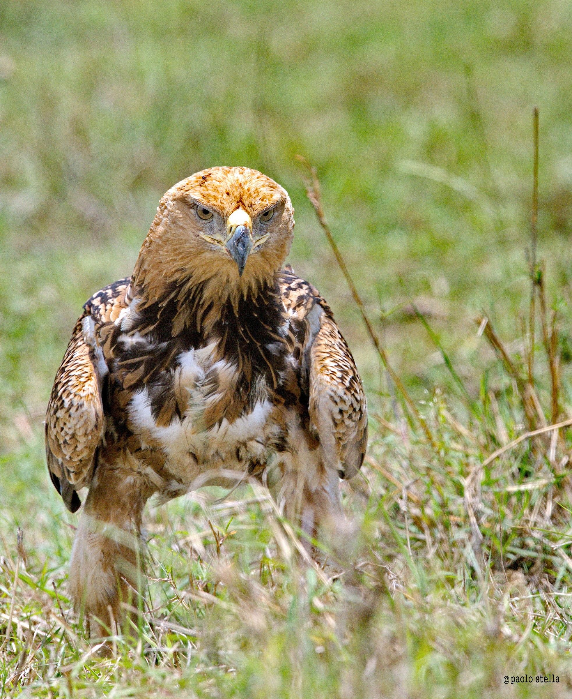 Tawny Eagle close-up
