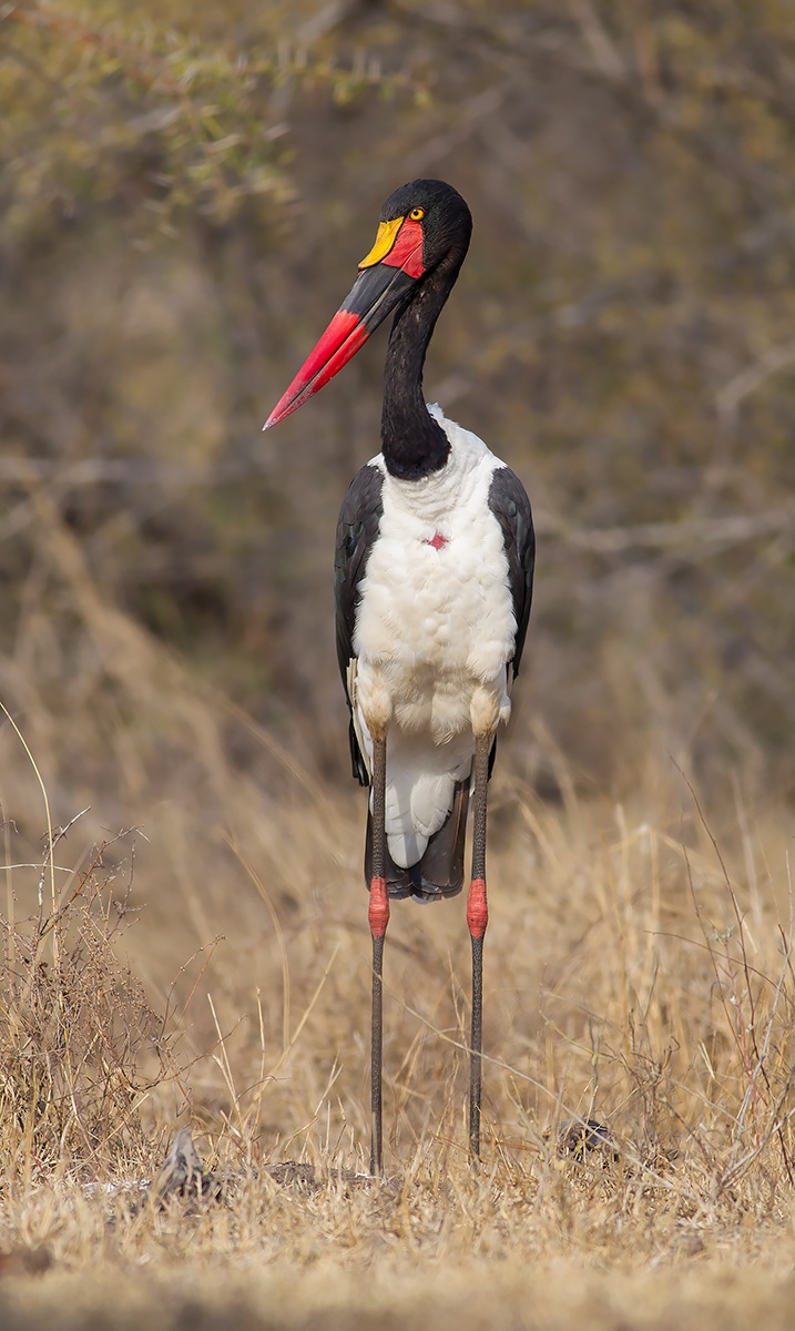 Becco a sella africano