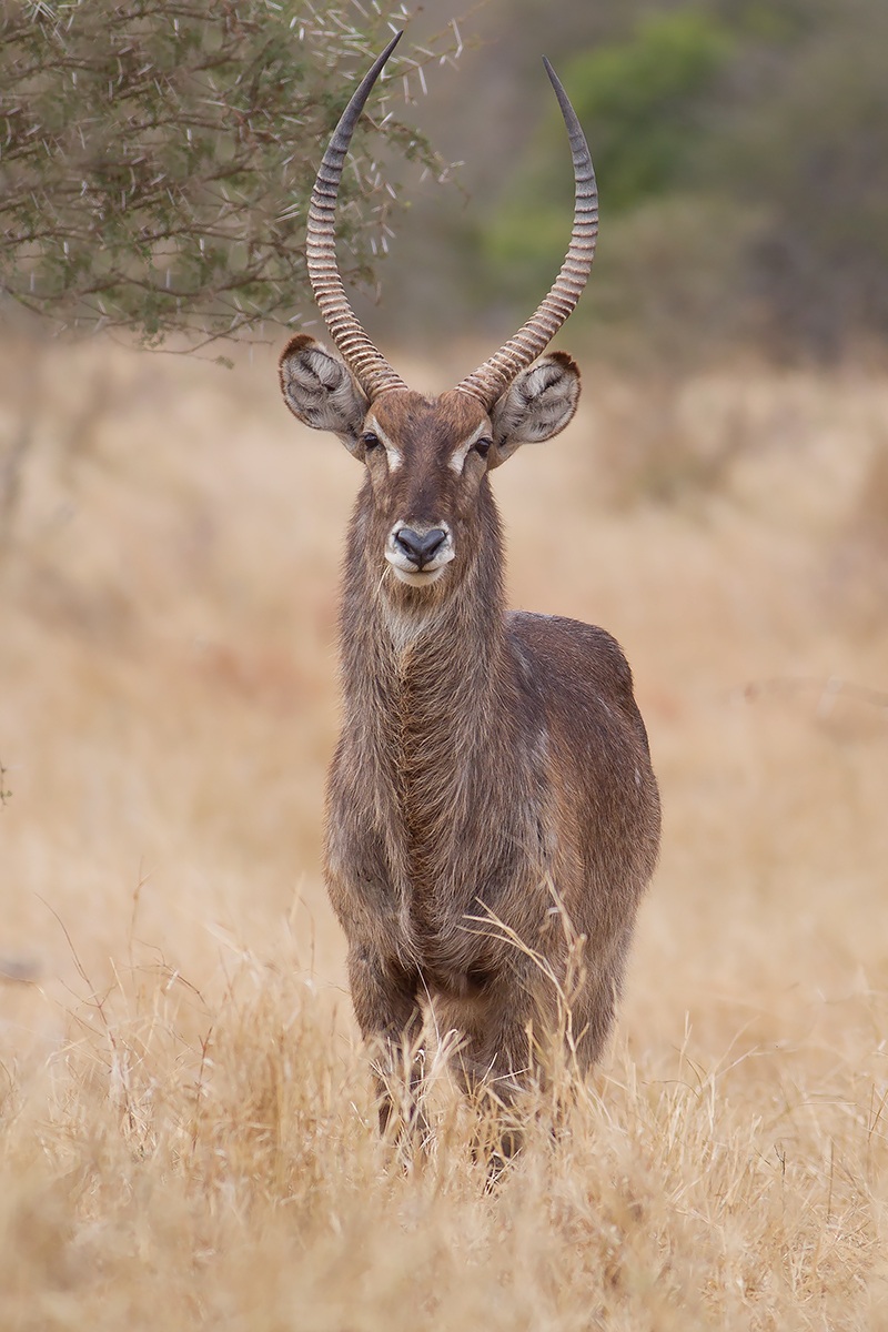 Waterbuck