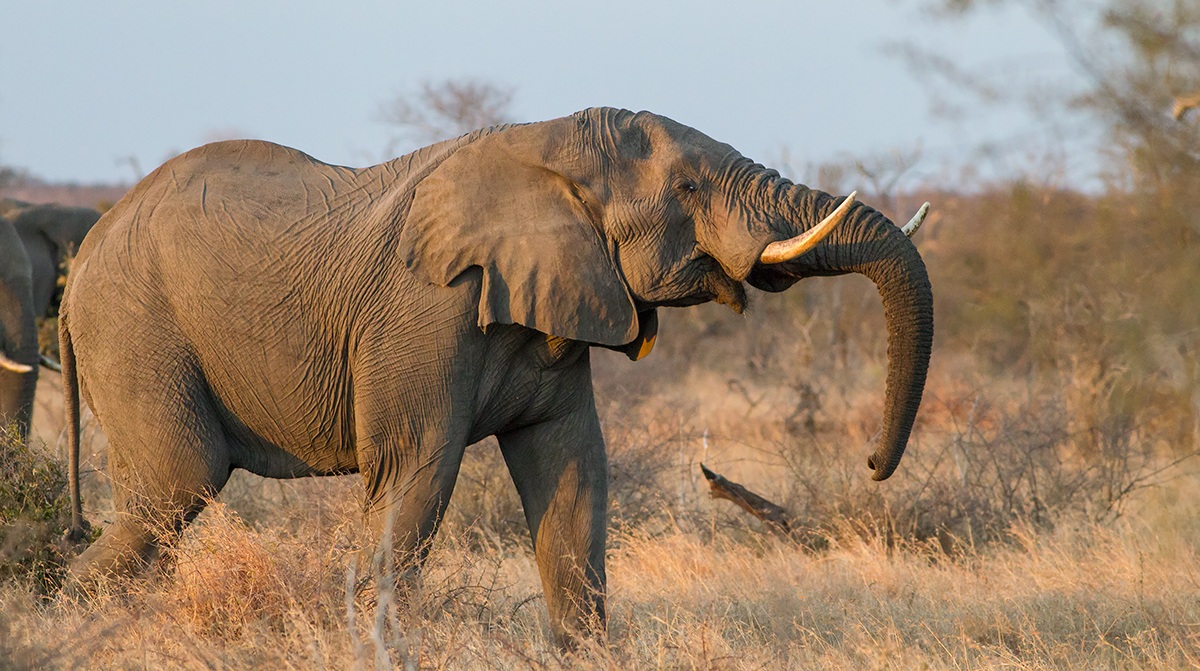 Ultima luce - Elefante africano