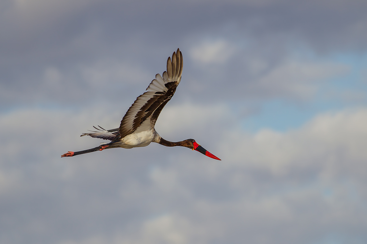 Il volo - Becco a sella africano