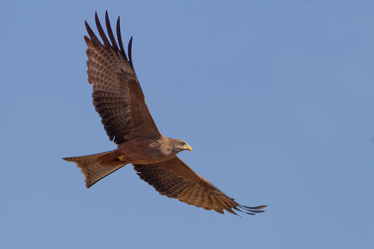 Perlustrazione - Nibbio bruno africano
