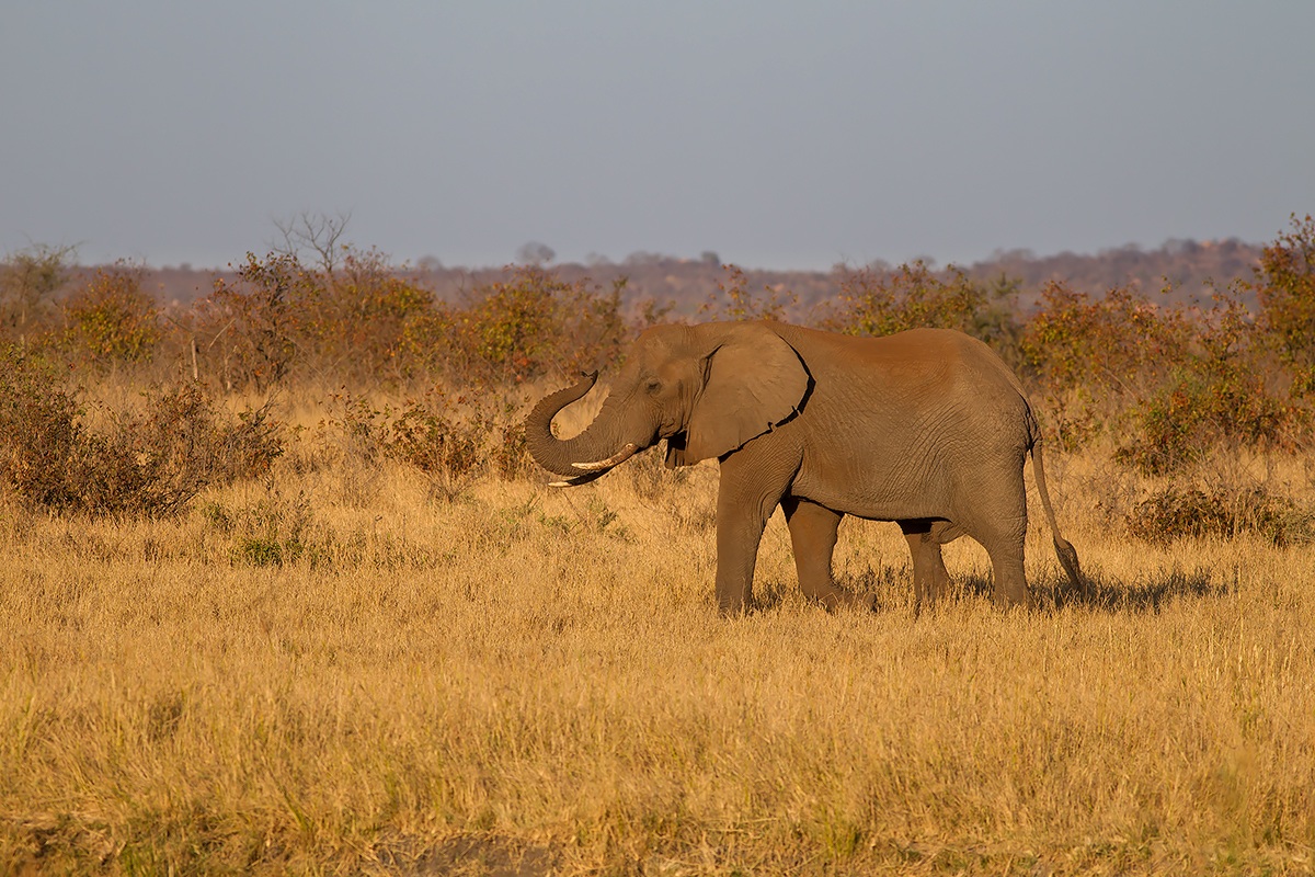 L'ultimo saluto - Elefante africano