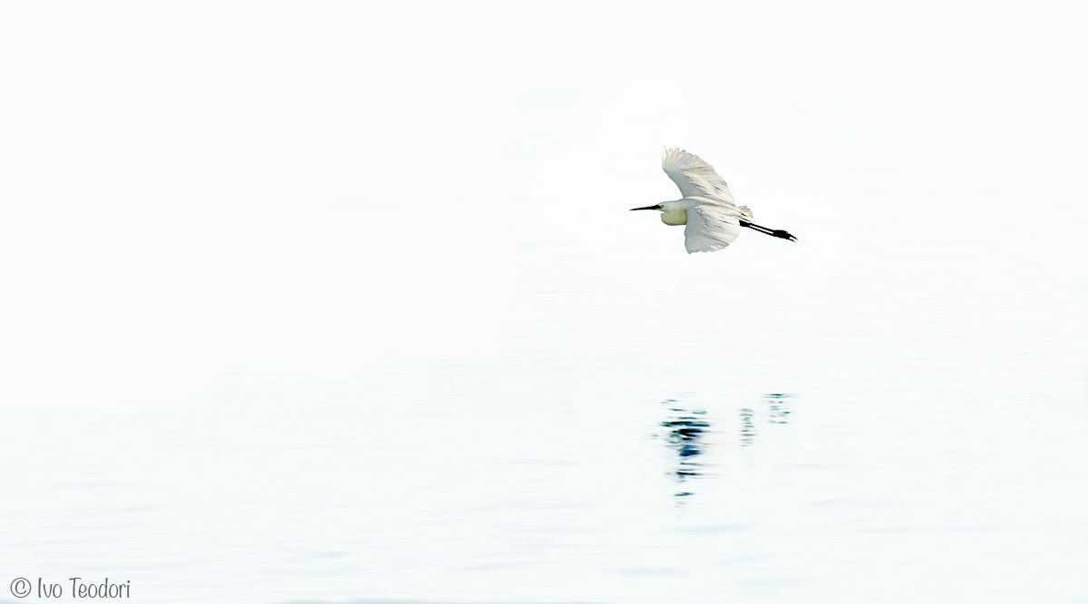High Key for an egret.