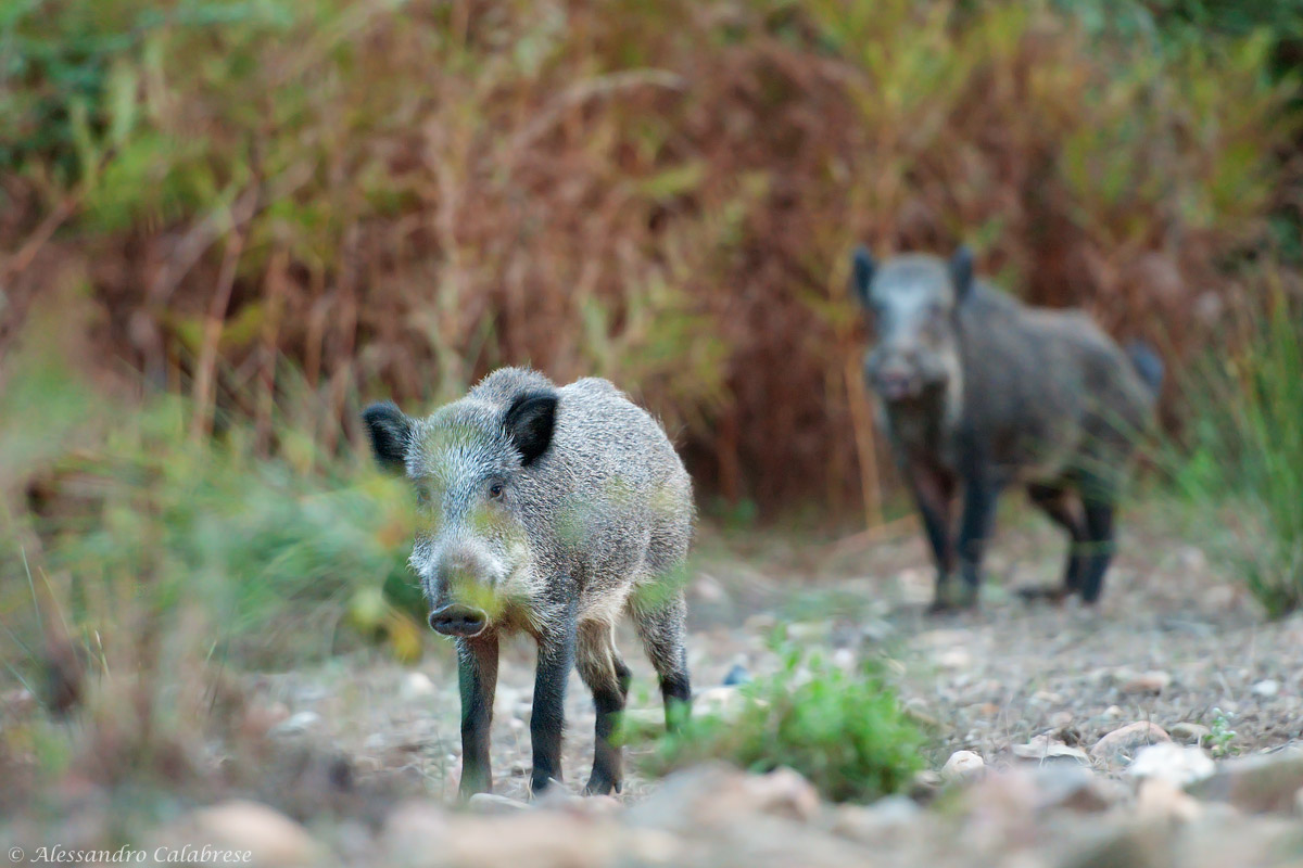 On Sirboni (Sardinian Wild Boar)