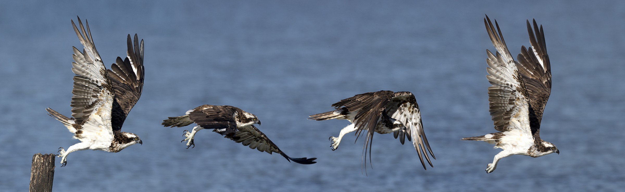 Falco pescatore sequenza di volo