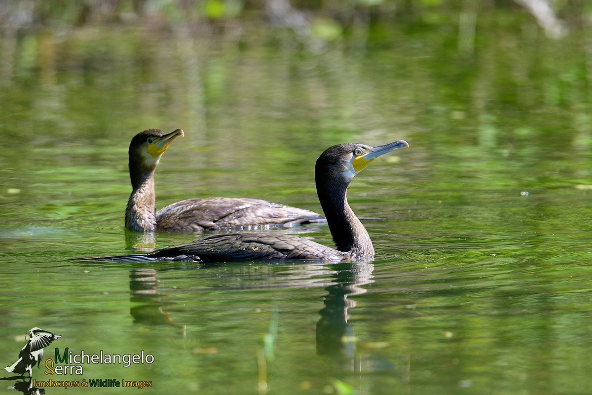 cormorants