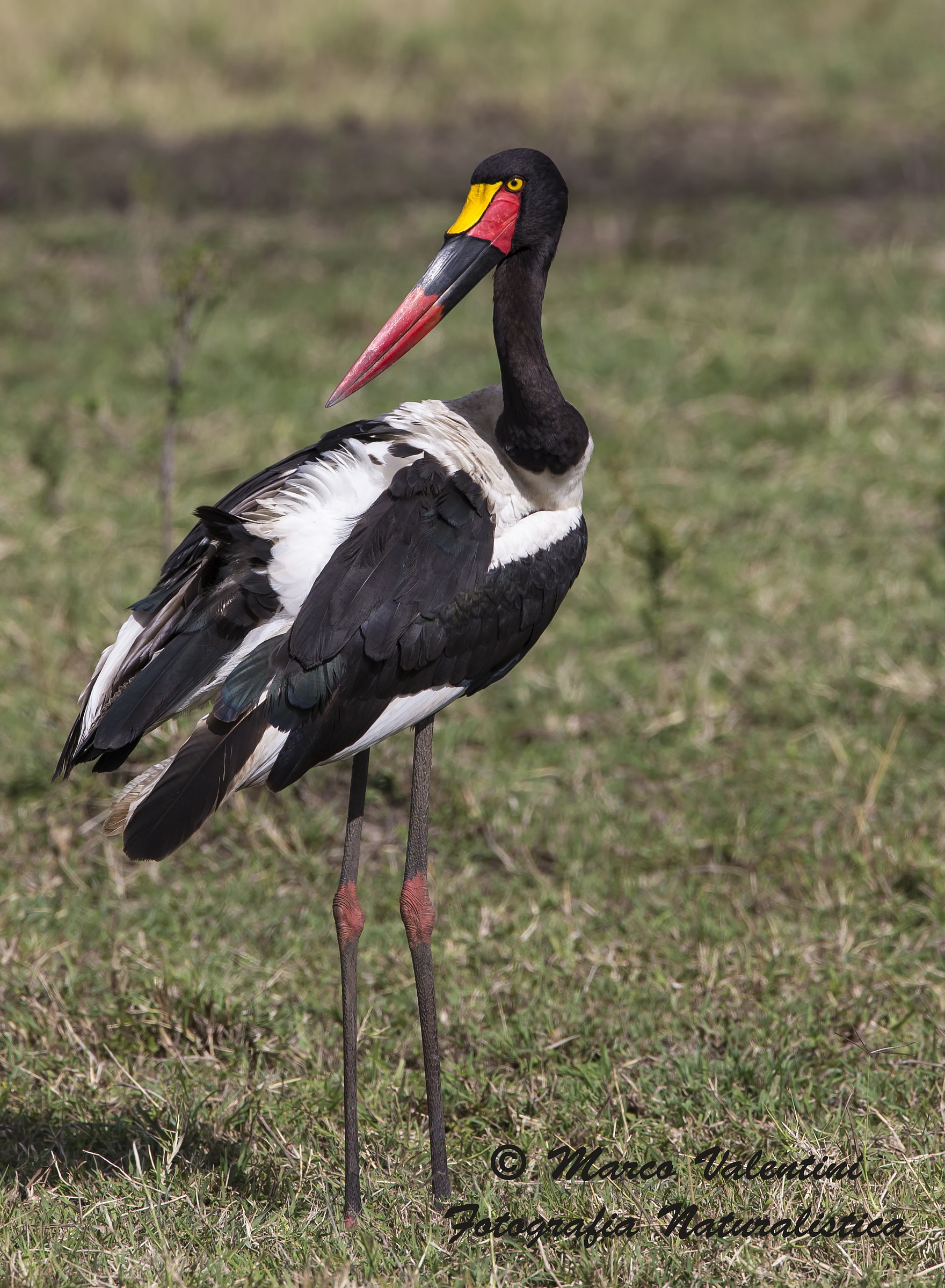 I colori della mitteria