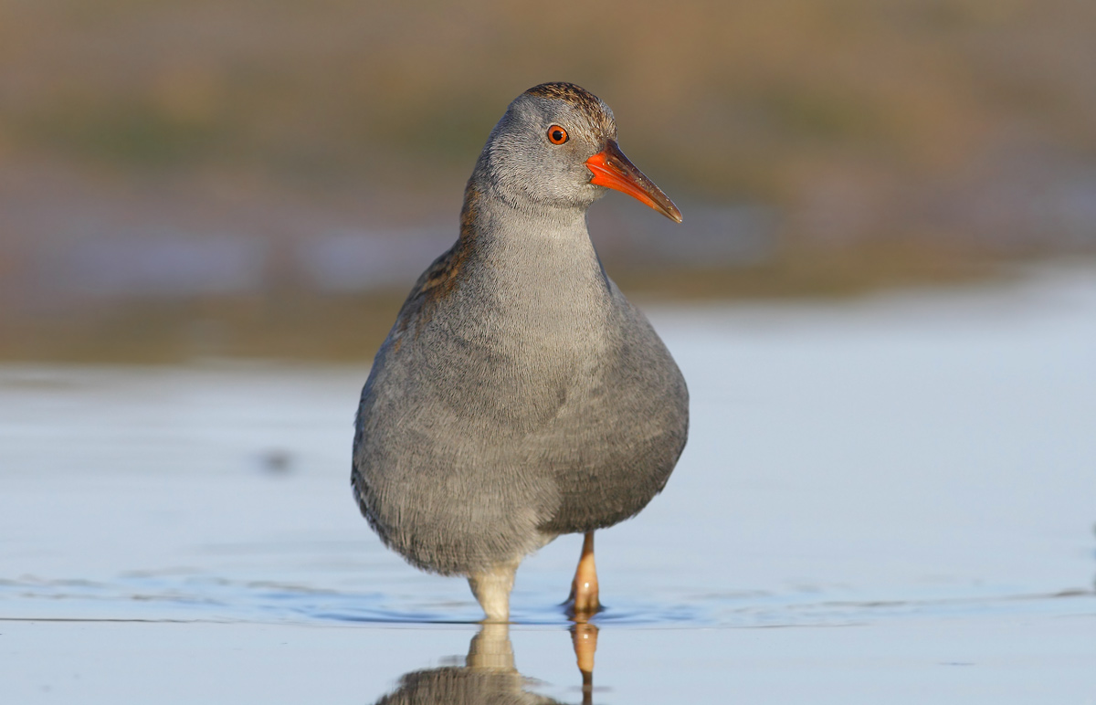 Water Rail