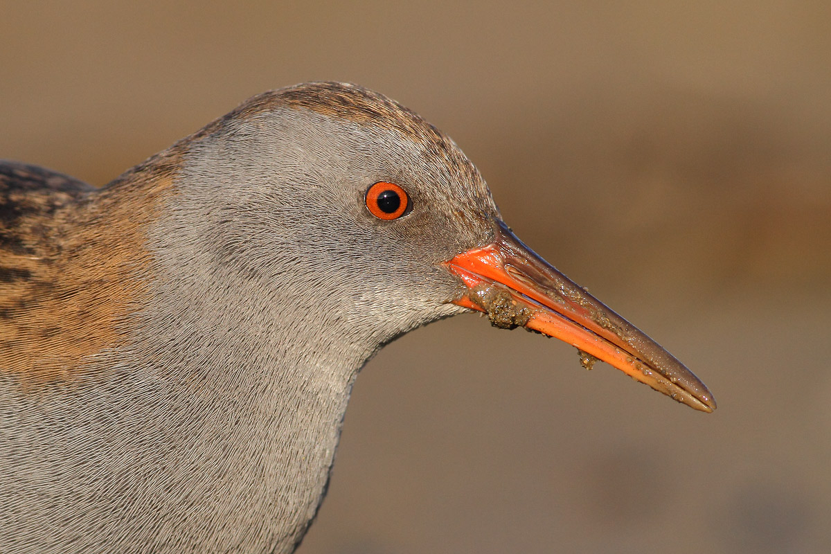 Water Rail