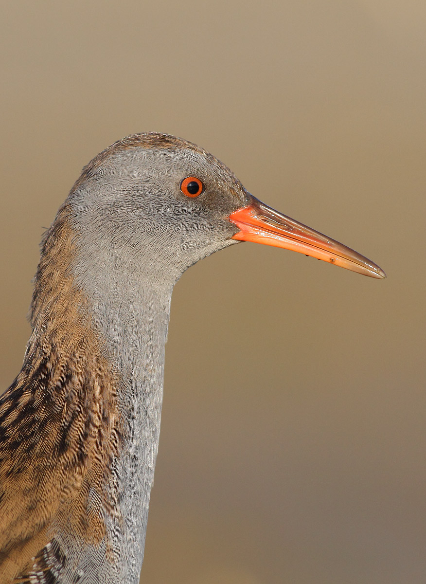 Water Rail