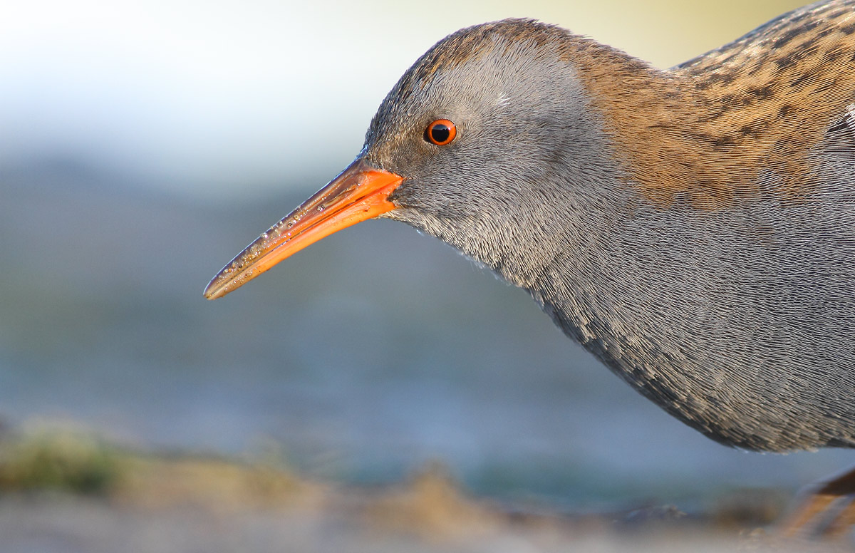 Water Rail