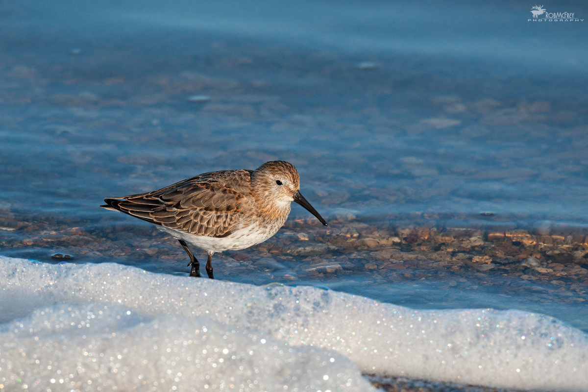 Piovanello pancianera