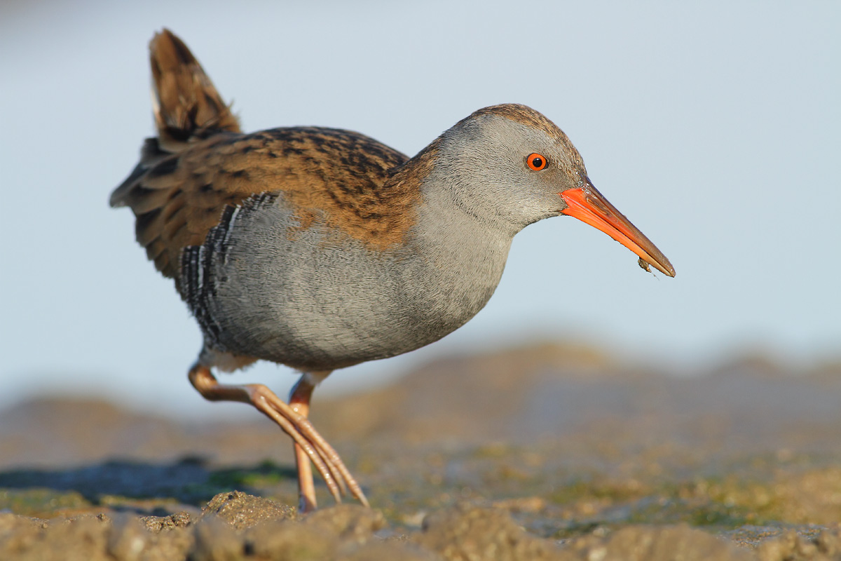 Water Rail