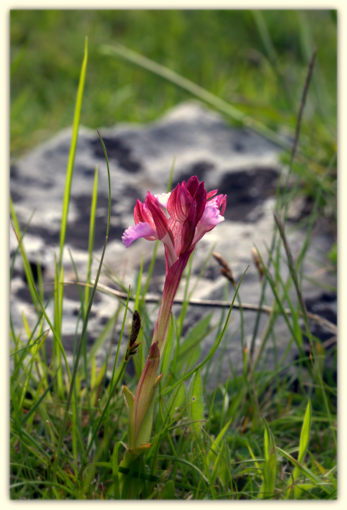 Anacamptis papilionacea - P N Cilento - Italy