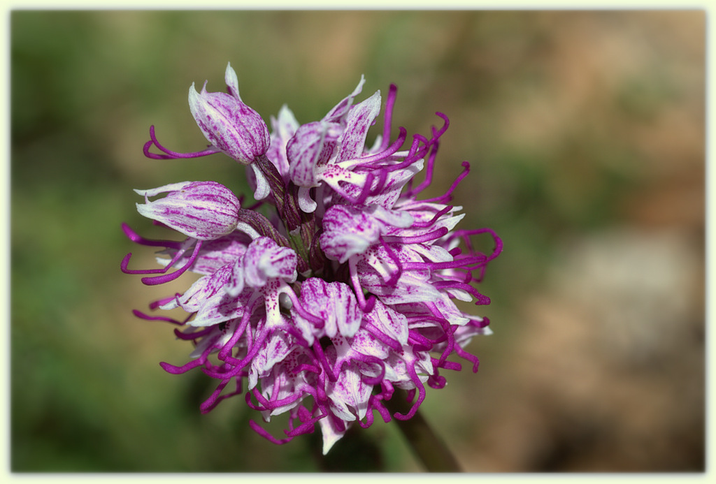Orchis Simia