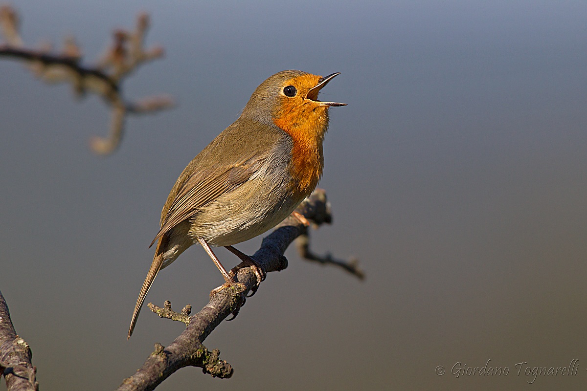 Robin