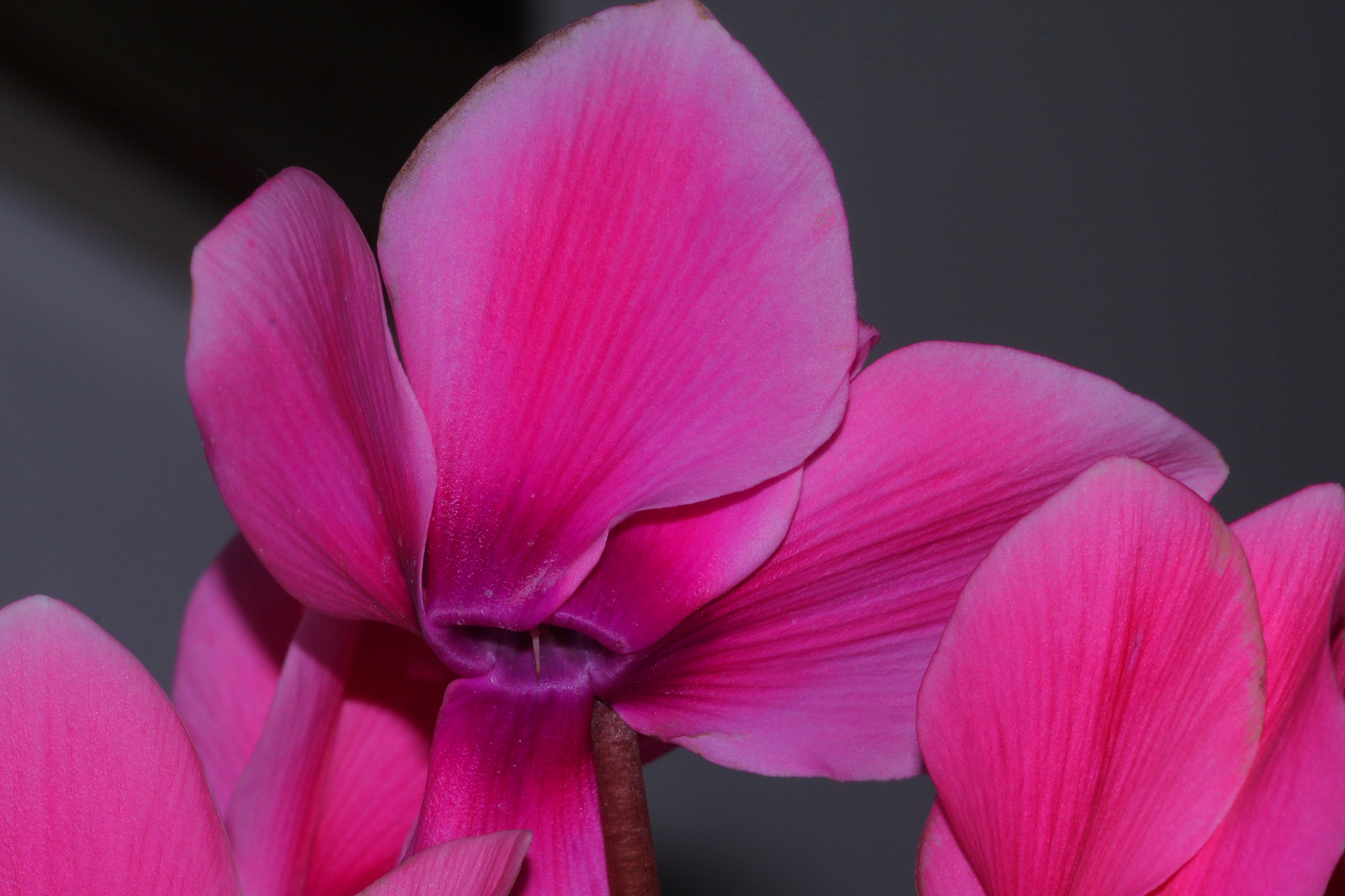 Cyclamen