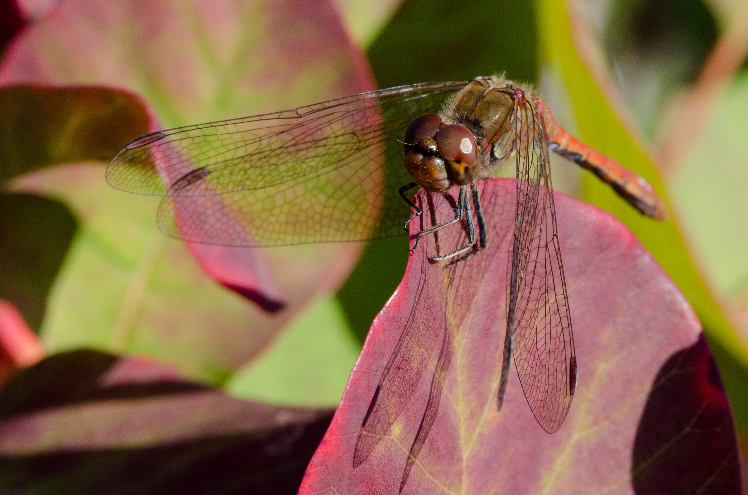 cogliendo l'ultimo sole 2